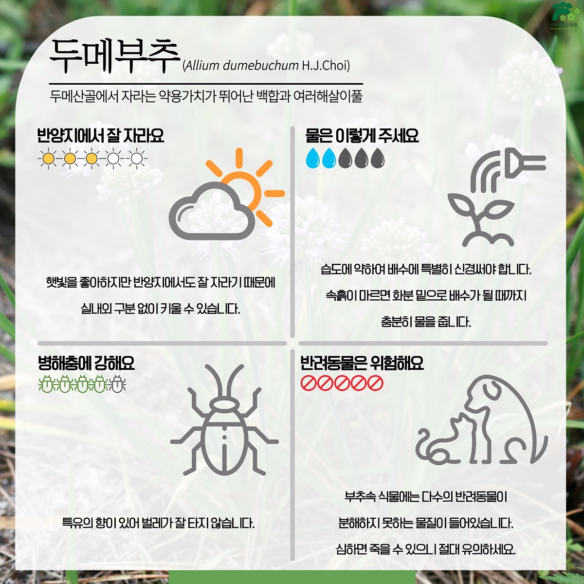 2. 두메부추.jpg