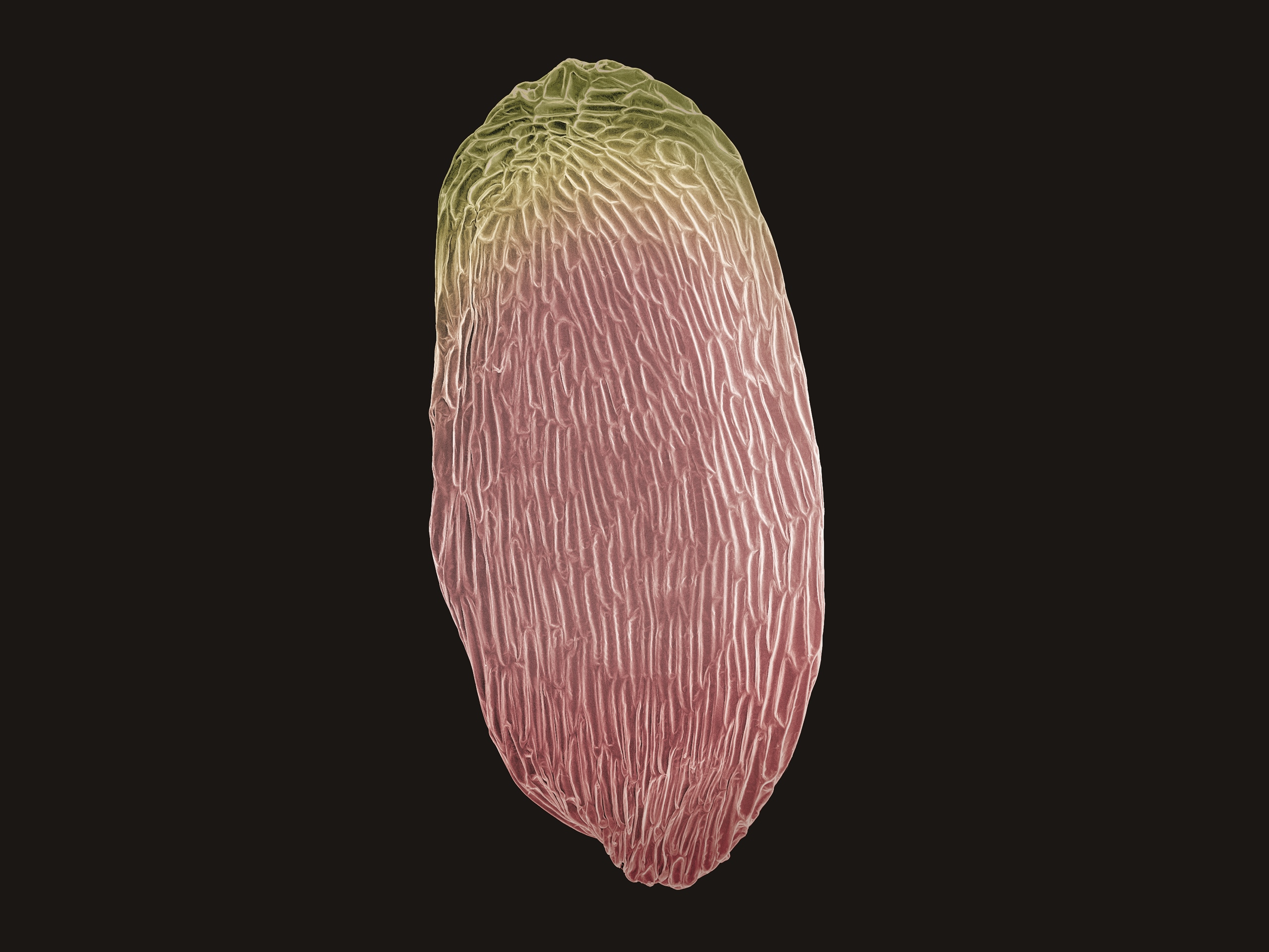 6. 철쭉채색.jpg